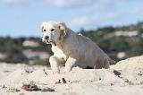 GOLDEN RETRIEVER 477